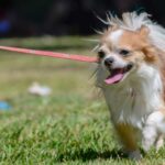 Cachorro a Fazer as Necessidades na Rua