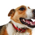 adestrar meu cachorro vira-lata