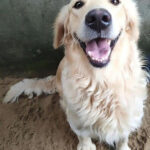 Imagem ilustrativa da empresa ADVC SERENA EXECUTIVA COMERCIAL/ CANIL DE RAÇA GOLDEN RETRIVER/ DELIVERY em Goiânia - GO