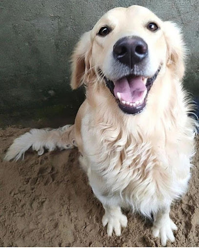 Imagem ilustrativa da empresa ADVC SERENA EXECUTIVA COMERCIAL/ CANIL DE RAÇA GOLDEN RETRIVER/ DELIVERY em Goiânia - GO