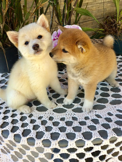 Imagem ilustrativa da empresa Akita e Shiba Canil Nossa Fazenda em Esmeraldas - MG