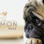 Imagem ilustrativa da empresa Andmon Pugs em São José do Rio Preto - SP