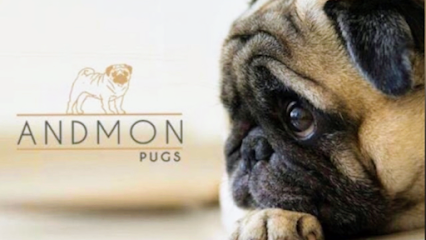 Imagem ilustrativa da empresa Andmon Pugs em São José do Rio Preto - SP