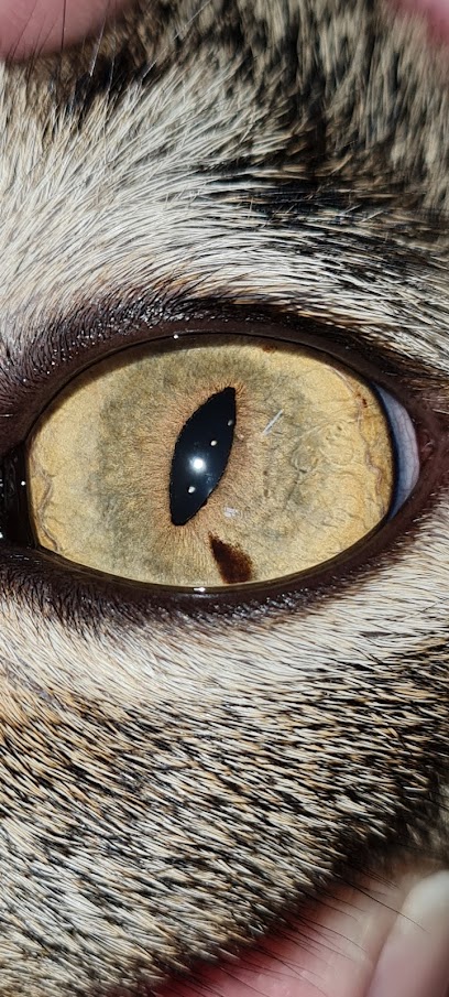 Imagem ilustrativa da empresa ATENDIMENTO MEDICO ANIMAL CENTRO CLÍNICO GERAL , CIRÚRGICO E ESPECIALIZADO - Veterinário em São Paulo - SP