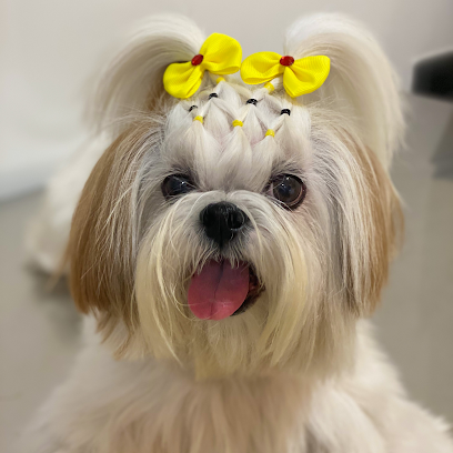 Imagem ilustrativa da empresa Aurora Pets - Consultório Veterinário e Pet shop em Goiânia - GO