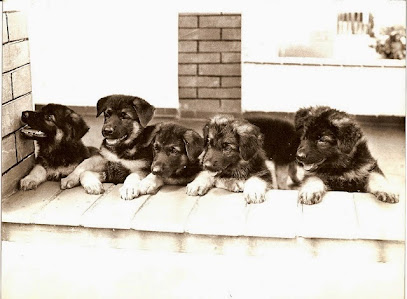 Imagem ilustrativa da empresa Bauru Kennel Clube em Bauru - SP