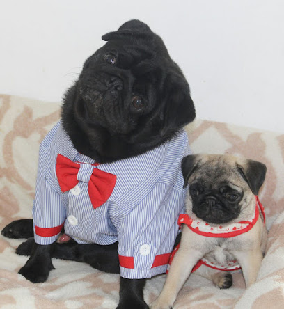 Imagem ilustrativa da empresa Belladogs - Canil Especializado em Pugs em Salvador - BA