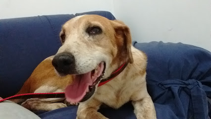 Imagem ilustrativa da empresa BEVET Brasil Especialidades Veterinária em São José dos Campos - SP