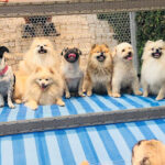 Imagem ilustrativa da empresa Bicho De Colo Canil & Hotel/Creche Dog em Campo Grande - MS