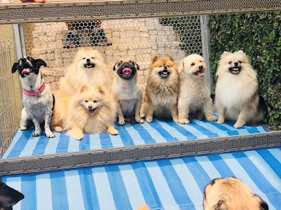 Imagem ilustrativa da empresa Bicho De Colo Canil & Hotel/Creche Dog em Campo Grande - MS