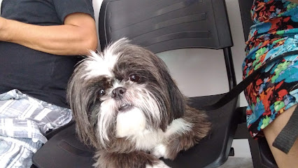 Imagem ilustrativa da empresa Bicho Solto Clínica Veterinária em Guarulhos - SP