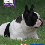 Imagem ilustrativa da empresa BULLDOG FRANCES Canil Direnna em Maricá - RJ