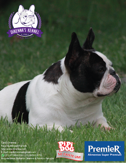BULLDOG FRANCES Canil Direnna em Maricá - RJ