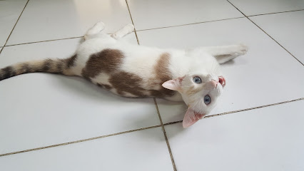 Imagem ilustrativa da empresa Cane Gatto - Veterinário em Manaus - AM