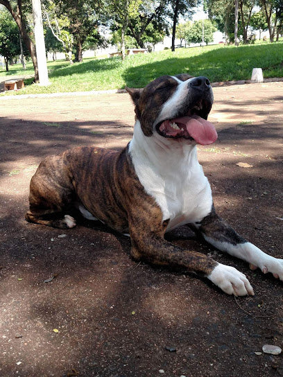Canil Amigo Fiel em Marília - SP