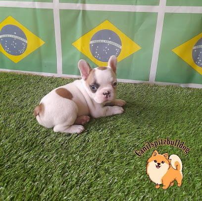 Imagem ilustrativa da empresa Canil ANA CLARA Buldogue Francês/ Bulldog Francês em Porto Alegre - RS