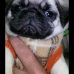 Imagem ilustrativa da empresa Canil Baby Pug em Rio de Janeiro - RJ