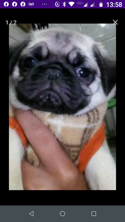 Canil Baby Pug em Rio de Janeiro - RJ