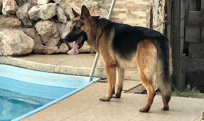 Canil Bearhound em Valinhos - SP