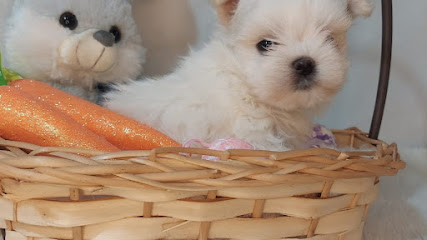 Imagem ilustrativa da empresa Canil Belos Cães- Maltês -Spitz Alemão anão, filhotes de maltes em Sapucaia do Sul - RS
