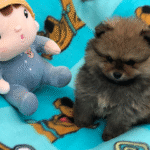 Imagem ilustrativa da empresa Canil Benvenutti Spitz Alemão - Lulu da Pomerania e Chihuahua - Porto Alegre em Cachoeirinha - RS