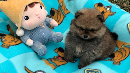 Canil Benvenutti Spitz Alemão - Lulu da Pomerania e Chihuahua - Porto Alegre em Cachoeirinha - RS