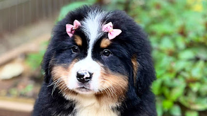 Canil Bernese AN em São Paulo - SP