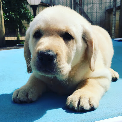 Canil Buccleuch - Canil Labrador em São Paulo - SP