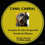 Imagem ilustrativa da empresa Canil Cabral - Locação de cães de guarda em Recife - PE