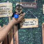 Imagem ilustrativa da empresa Canil caredom em Niterói - RJ