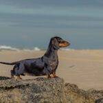 Imagem ilustrativa da empresa Canil Ceará Dachs em Aquiraz - CE