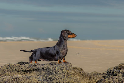 Canil Ceará Dachs em Aquiraz - CE