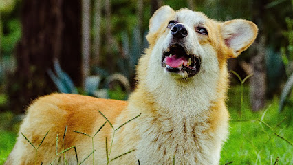 Canil Corgi em São Paulo - SP