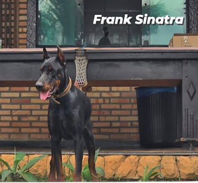Canil Das Esmeraldas - Doberman Europeu e 50% em Esmeraldas - MG