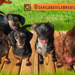 Imagem ilustrativa da empresa Canil De Avila Brasil em Indaiatuba - SP