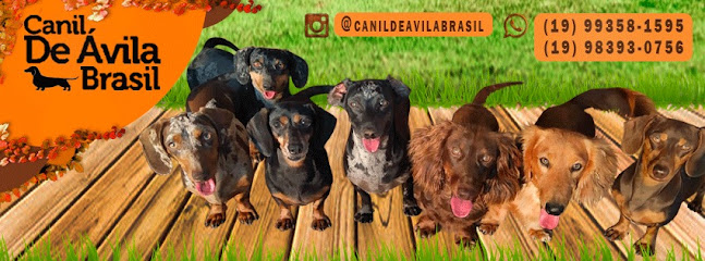 Canil De Avila Brasil em Indaiatuba - SP