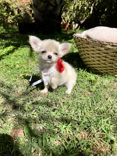 Canil de Chihuahuas Braga Gold em Goiânia - GO