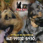 Imagem ilustrativa da empresa Canil de Rottweiler e Canil de Pastor Alemão - Canil Alcate da Guarda em Anápolis - GO