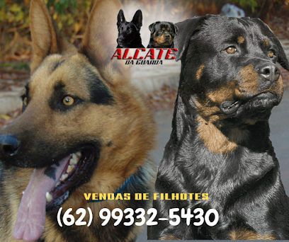 Canil de Rottweiler e Canil de Pastor Alemão - Canil Alcate da Guarda em Anápolis - GO