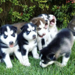 Imagem ilustrativa da empresa Canil Dog Wolf | Husky Siberiano em Lauro de Freitas - BA