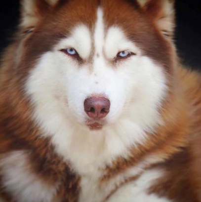 Imagem ilustrativa da empresa Canil dos Limas - Husky Siberiano em Nova Iguaçu - RJ