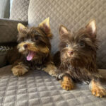 Imagem ilustrativa da empresa Canil D'Puppies & D'Pomps Yorkshire Terrier em Serra - ES