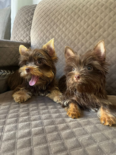 Imagem ilustrativa da empresa Canil D'Puppies & D'Pomps Yorkshire Terrier em Serra - ES