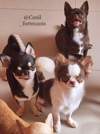 Imagem ilustrativa da empresa Canil Especializado em CHIHUAHUAS Pêlo Longo e pelo Curto em Fortaleza/Ce🏆🏅 em Fortaleza - CE