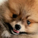 Imagem ilustrativa da empresa Canil Fliess Poms - Lulu da Pomerania em Rio de Janeiro - RJ
