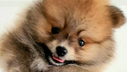 Canil Fliess Poms - Lulu da Pomerania em Rio de Janeiro - RJ