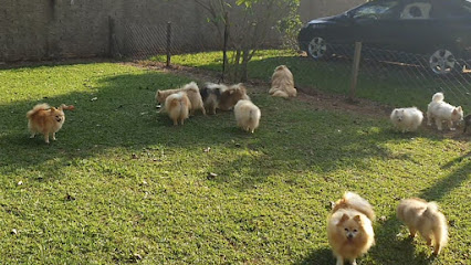 Imagem ilustrativa da empresa Canil Franco Sweet Puppy em Mogi Guaçu - SP