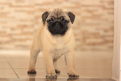 Canil Garcia Exotics em Belo Horizonte - MG