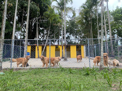 Canil Golden Steel em Rio de Janeiro - RJ