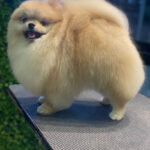 Imagem ilustrativa da empresa Canil Gran Beckville - Lulu da Pomerania em Rio de Janeiro - RJ